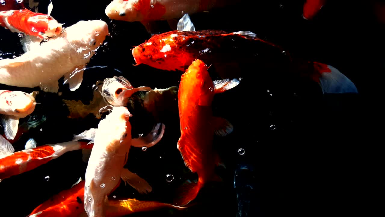 cangrejo o carpa de fantasía nadando y comiendo en el agua