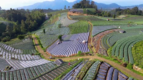 drone shot following farmers that riding motorcycle in the middle of agricultural field - farmer go to work on the plantation - tropical vegetable field