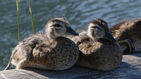 Close-up:-Cute-fuzzy-ducklings-quack-on-sunny-log-in-wetland-pond