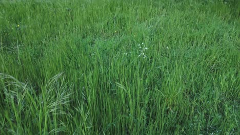green grass blades sway gently in a field, creating a soothing natural scene with some wildflowers and a barbed wire fence visible in certain areas