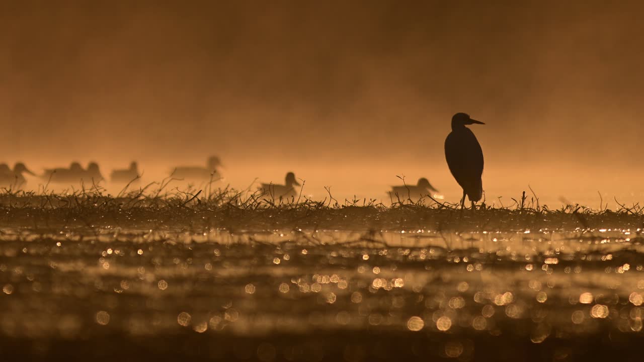 Soft dawn light frames egret alongside ducks surrounded by foggy wetland atmosphere