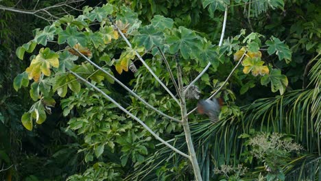 Habicht-Schreckt-Großen-Potentiellen-Beutevogel-Im-Gamboa-Regenwaldreservat,-Panama,-Weitwinkelaufnahme-Ab