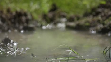 Horsefly-flying-and-drinking-in-a-pond-in-slow-motion.