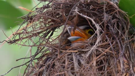 The-Silver-breasted-Broadbill-is-a-famous-bird-in-Thailand,-both-local-and-international