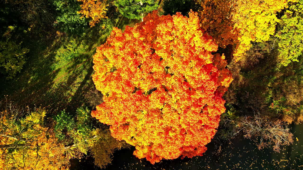 Vibrant orange autumn tree captured from above in a lush forest landscape
