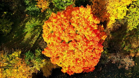 vibrant orange autumn tree captured from above in a lush forest landscape