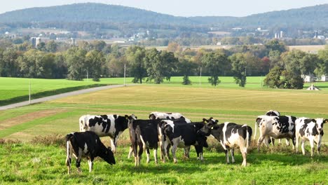 Cattle-in-rural-USA