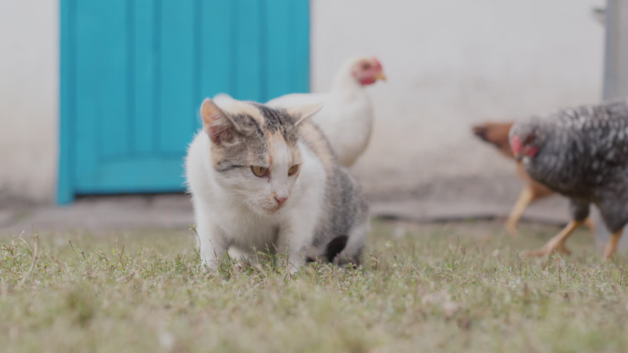 닭이 고양이의 먹이를 빼앗으려고 하고 고양이는 발로 새를 때립니다.