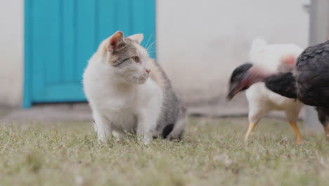 chickens try to take away the cat's food and the cat hits the bird with its paw