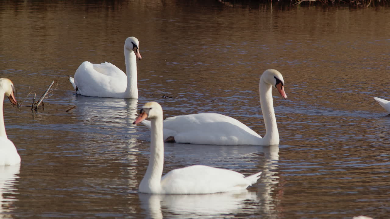 Spring rituals and self-care in swans, captured in slow cinematic motion.