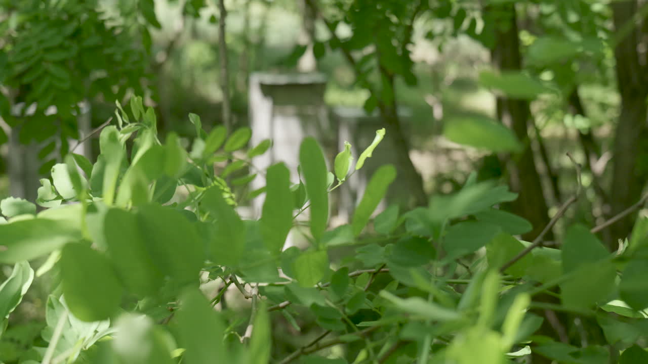 Leaves swaying in wind with beehives in background
