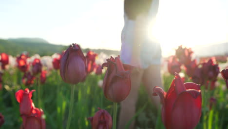 mujer caminando por el campo de tulipanes al amanecer con buena luz en abbotsford, columbia británica, canadá