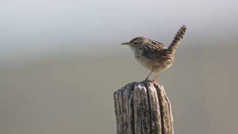 Despegue-Enfocado-De-Wren-Desde-Un-Poste-De-Cerca