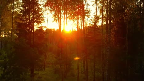 La-Luz-Del-Sol-Brilla-A-Través-De-Los-árboles-Verdes-En-Verano,-Europa-Del-Este