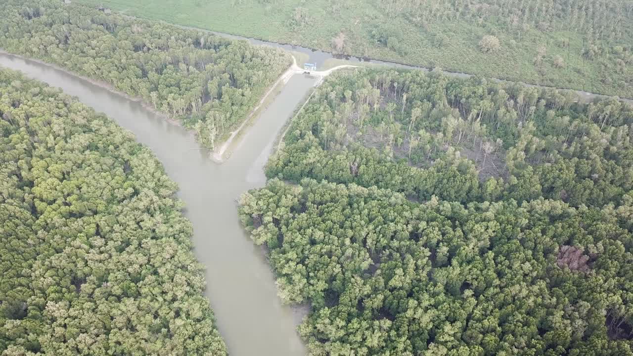 взгляд с воздуха на мангровый лес и реку в бату-кван