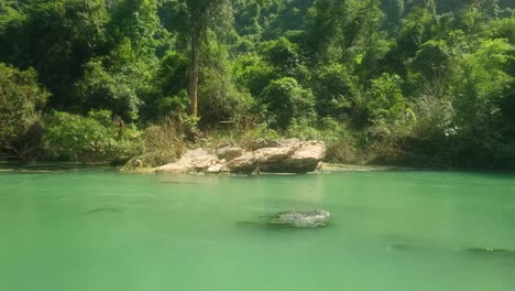 Un-Hermoso-árbol-En-La-Jungla-Junto-Al-Río-En-Un-Día-Muy-Soleado