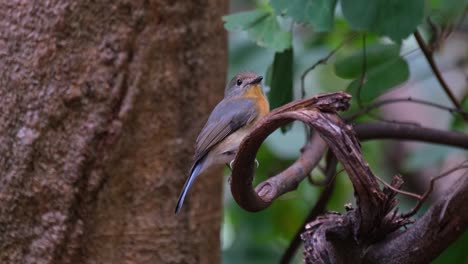 indochinesischer blaufliegenfänger cyornis sumatrensis weiblich, thailand, schaut nach rechts, während er in einem windigen wald zwitscht