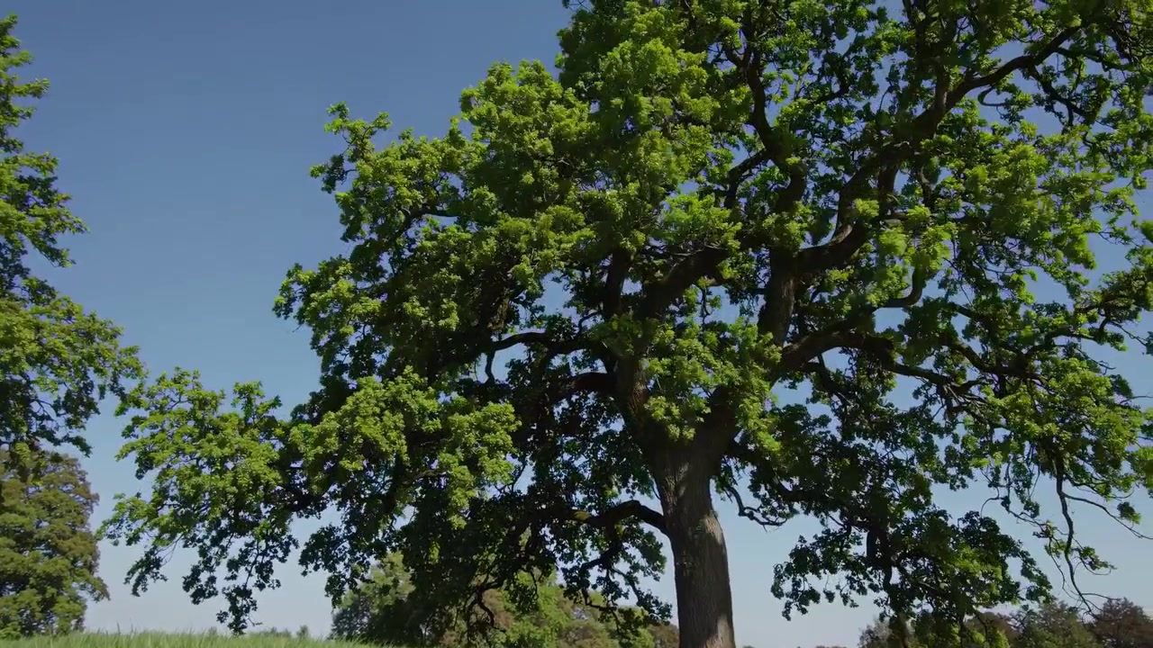 Panoramica verso l'Alto di una Maestosa Quercia in un Campo Verde e Soleggiato