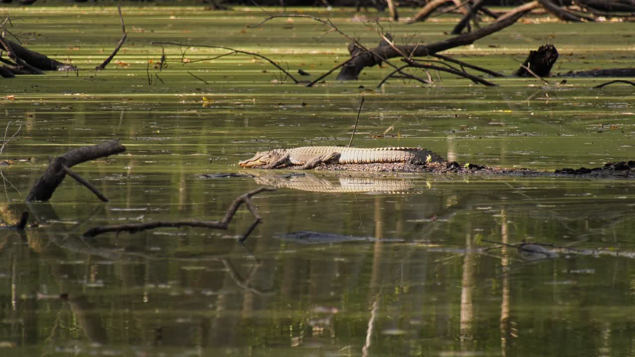 un cocodrilo joven tomando una siesta en un lugar soleado en un tronco flotante