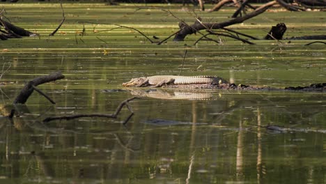 young alligator taking a nap on a sunny spot on a floating log