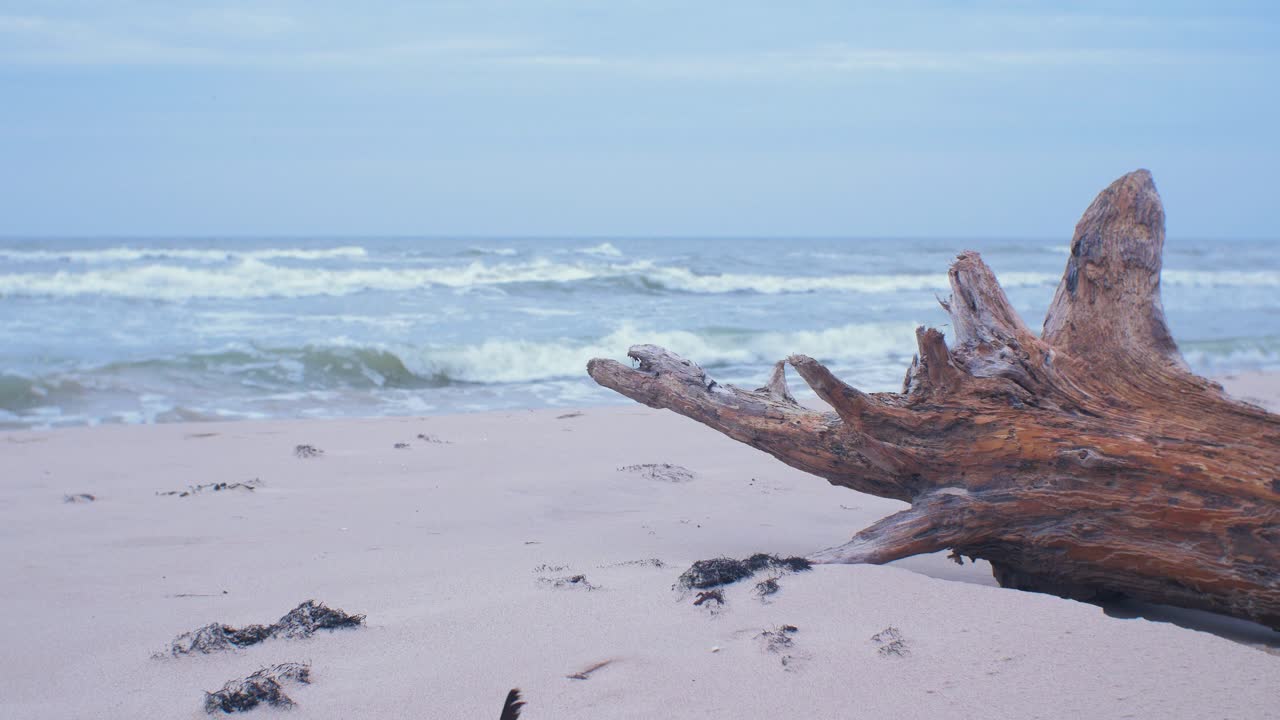Idyllic view of empty Baltic sea coastline, steep seashore dunes damaged by waves, white sand beach, broken pine tree log with roots in foreground, coastal erosion, climate changes, medium shot