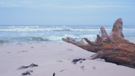 Idyllischer-Blick-Auf-Leere-Ostseeküste,-Steile-Küstendünen,-Die-Von-Wellen-Beschädigt-Wurden,-Weißer-Sandstrand,-Gebrochener-Kiefernbaumstamm-Mit-Wurzeln-Im-Vordergrund,-Küstenerosion,-Klimawandel,-Halbtotale