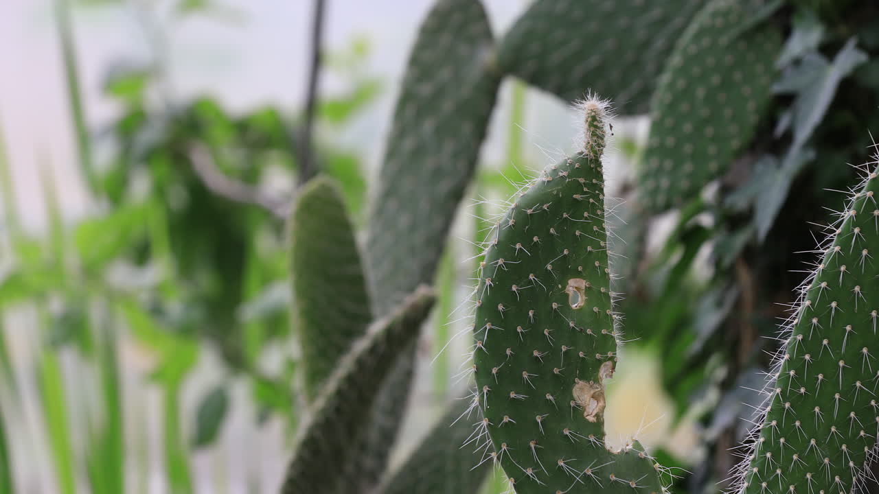 beautiful green old cactus 4k