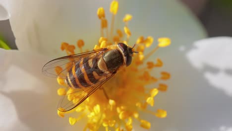 Hoverflies,-flower-flies-or-syrphid-flies,-insect-family-Syrphidae.They-disguise-themselves-as-dangerous-insects-wasps-and-bees.The-adults-of-many-species-feed-mainly-on-nectar-and-pollen-flowers.