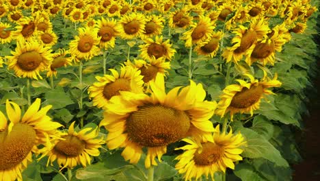 beautiful sunflowers background blue sky in farming