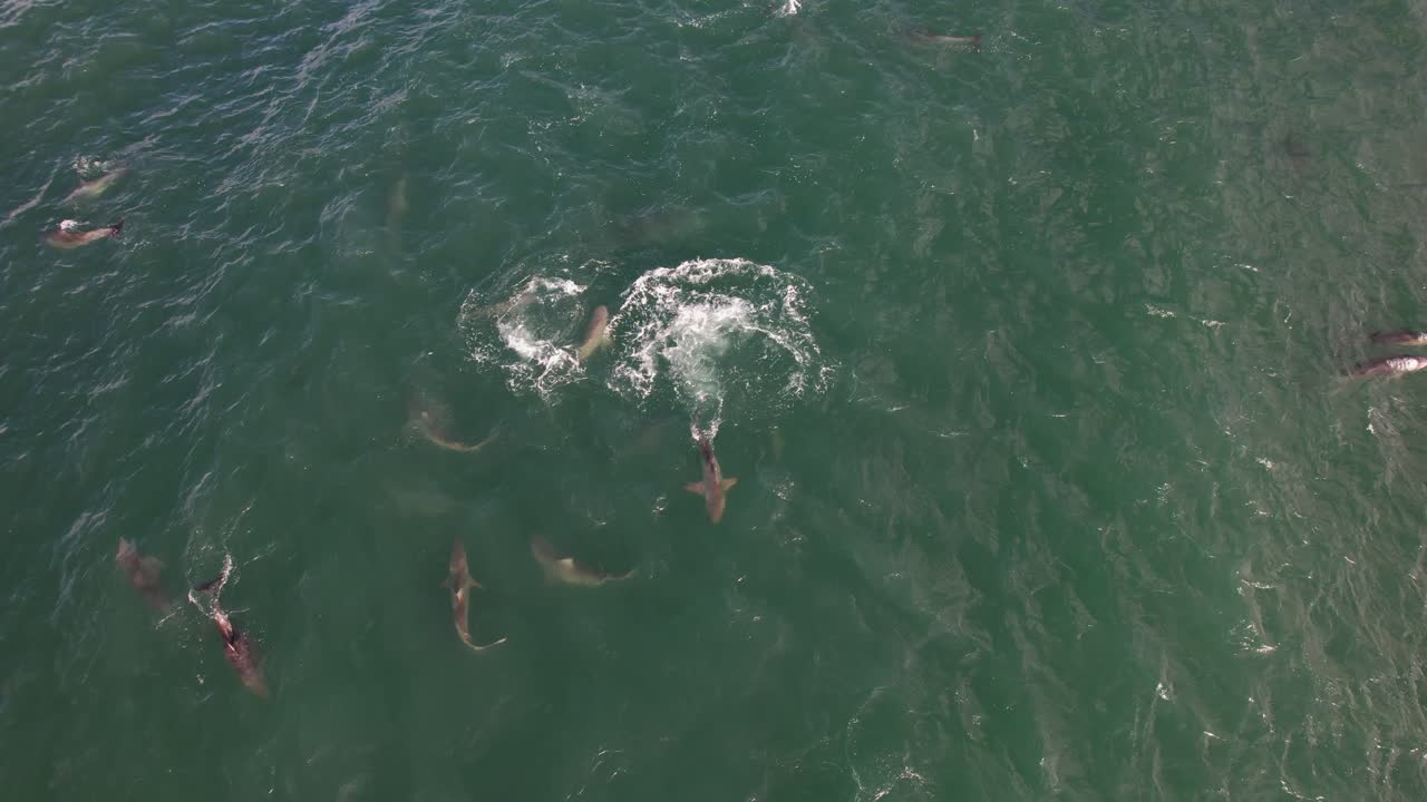 오스트레일리아 의 nsw 주 바이런 만 에서 바다 에서 수영 하는 상어 와 돌고래 - 드론 촬영