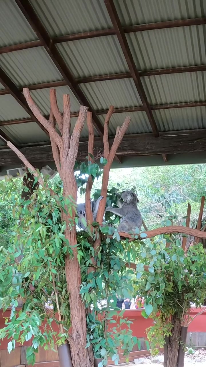 Birds interacting in a lush, enclosed environment