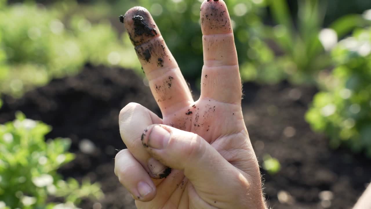 Una sola mano emergiendo mostrando dos dedos manchados de tierra después de cavar en el lecho del jardín, cuidando plantas.