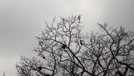 how many kites are stuck in a dead tree.