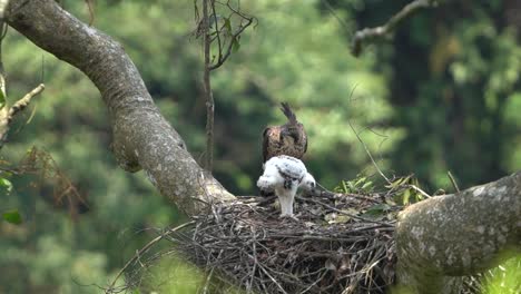 a young javan hawk eagle chick accompanied by its father is on its nest