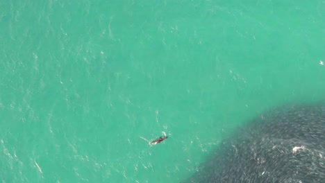 Overhead-aerial-view-of-a-Cape-Fur-Seal-chasing-a-bait-ball-and-catching-a-fish