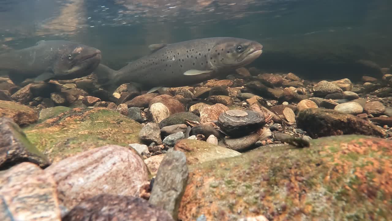 Due grandi trote fario che nuotano in un fiume limpido