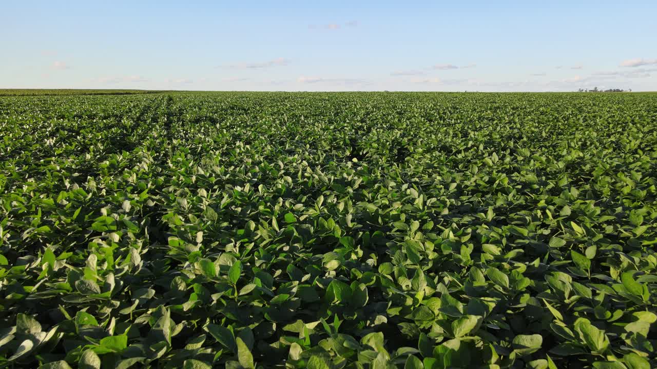 Lush Green Soybean Field With Dense Rows Of Healthy Plants In La Pampa, Argentina. Aerial Pullback Shot