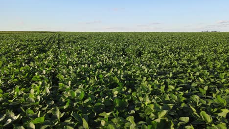 lush green soybean field with dense rows of healthy plants in la pampa, argentina. aerial pullback shot