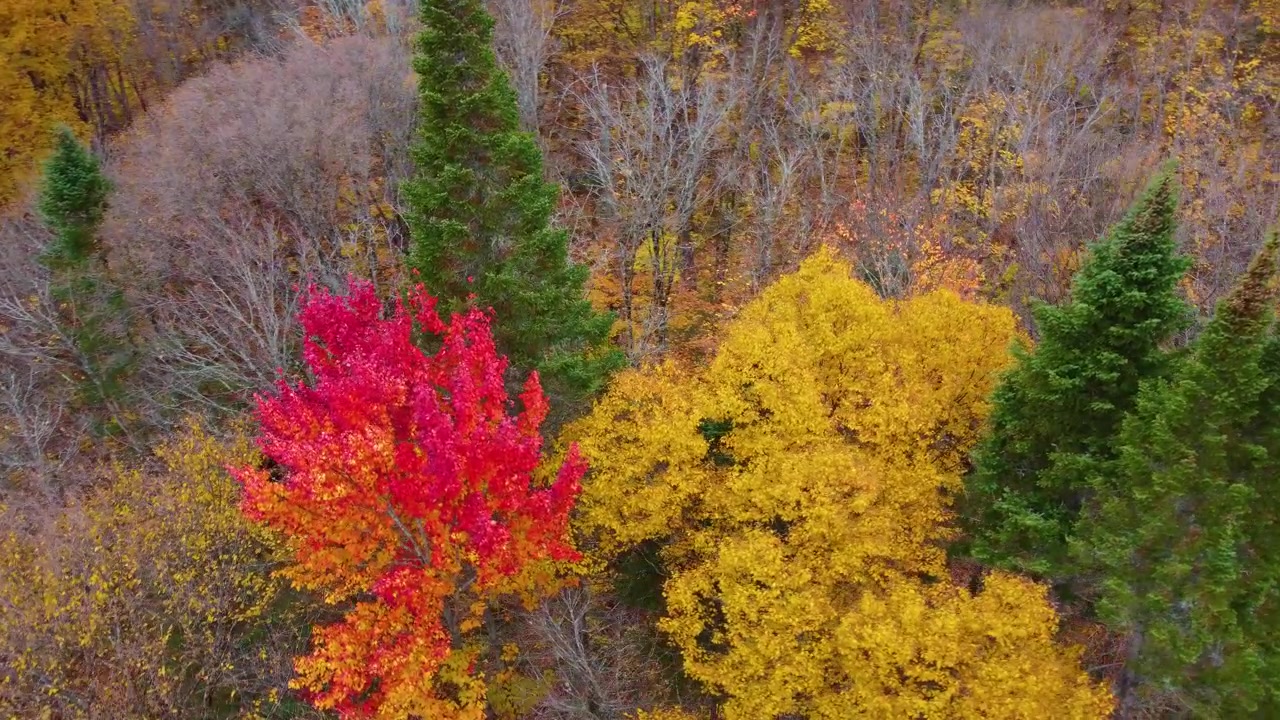 Tretopp av sukkerlønn med fargerike høstblader i Mont Tremblant, Canada