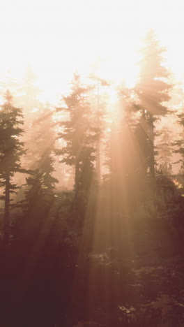 sunbeams streaming through a forest