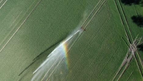 vista aérea de un sistema de riego con un gran rociador, que crea un arco iris, en un campo verde con plantas jóvenes