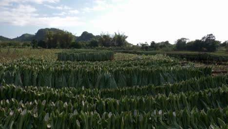 tobacco harvested and waiting to be dried and curated