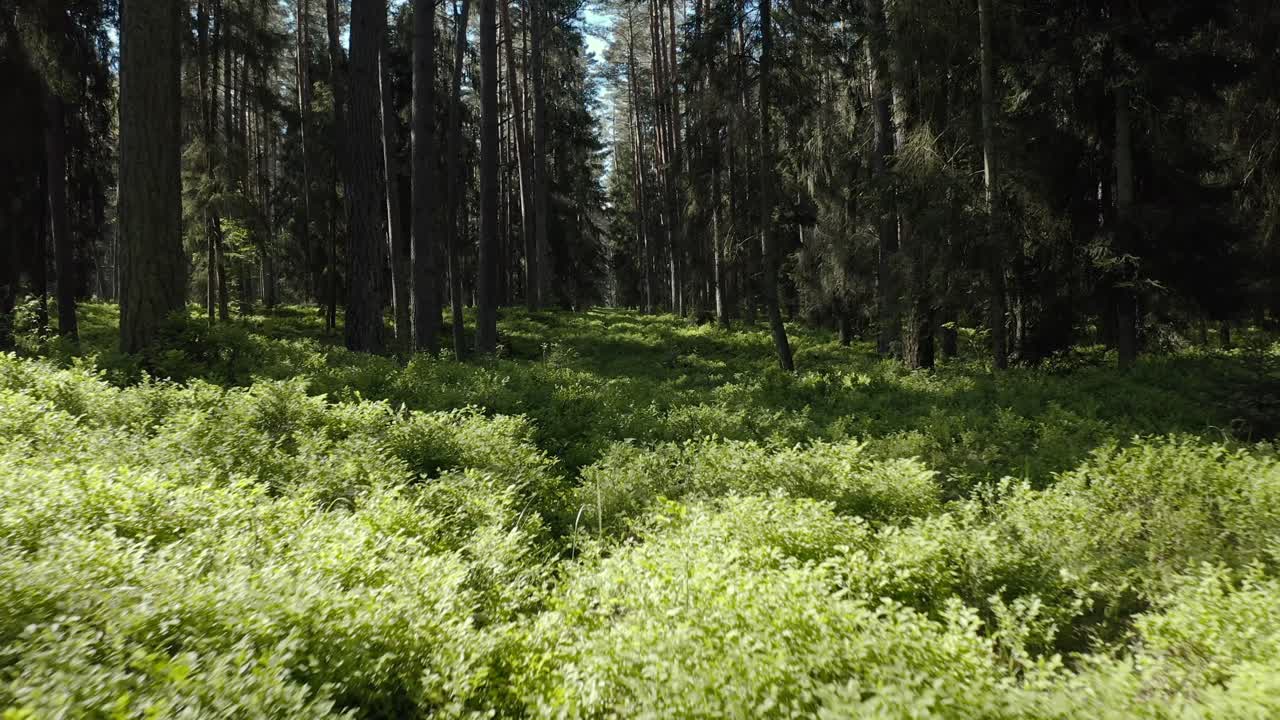 avión no tripulado volando bajo a través del bosque de pinos en verano