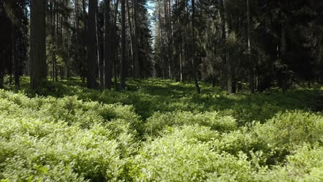 drone flying low through pine forest in summer