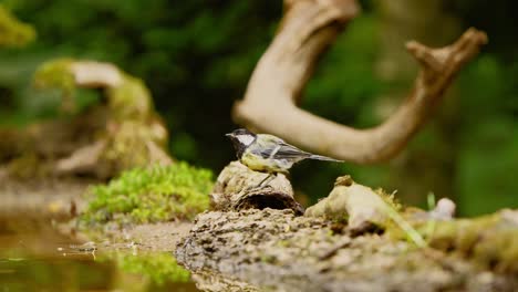 Eurasian-Jay-in-Friesland-Netherland-sideview-of-bird-hopping-in-between-broken-branch-as-it-flies-away