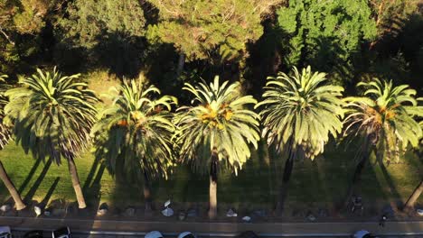 Vista-De-Arriba-Hacia-Abajo-De-Un-Dron-Que-Se-Inclina-Hacia-Abajo-De-Múltiples-Palmeras-Y-Estacionamiento-Durante-La-Hora-Dorada-Del-Atardecer-En-Los-ángeles,-Parque-De-California