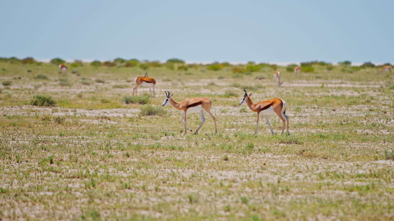 Springboks in the African Savanna