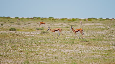 springboks in the african savanna