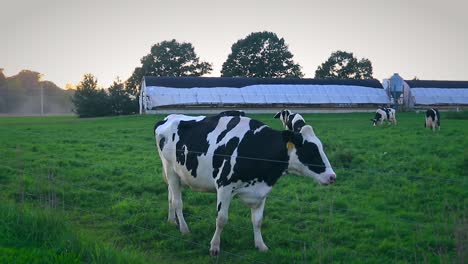 koe wandelen boerderij slow motion schuifregelaar geschoten zuivel vleesindustrie