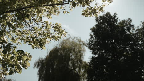 Trees-swaying-in-the-wind